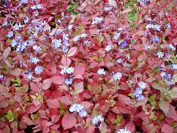 All you need are varieties that can stand foot now you must think that the list of plants you can use for this purpose is small, but in fact, there are so many of them to choose from. Pick The Right Groundcover For The Right Place Deseret News