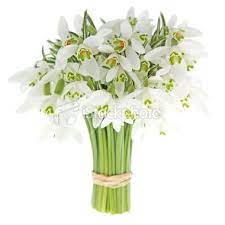 First Messenger Of Spring A Bunch Of Snow Drops On White Background Winter Wedding Flowers Bouquets Wedding Flowers Winter Wedding Flowers