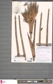 Image result for Sarcophrynium brachystachyum