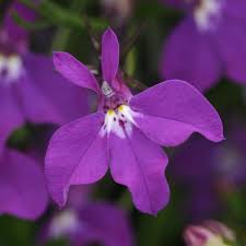Image result for Lobelia erinus
