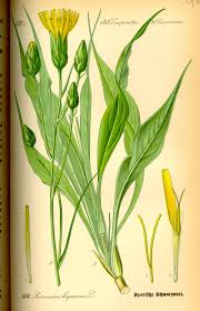 Image result for Pseudopodospermum hispanicum