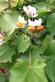 Image result for Sparrmannia