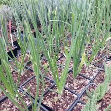 Image result for Aloe cooperi