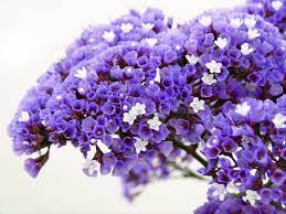In reality, this filler flower is a type of statice. Popular Examples Of Foliage And Filler Flowers Flower Press