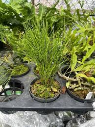 Image result for Psilotum nudum