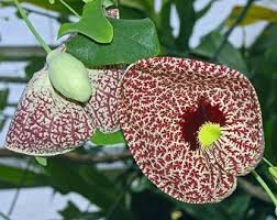 Image result for Mussaenda elegans