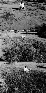 Image result for Gutenbergia polycephala