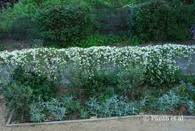 Bloom time ranges from late spring to fall, depending on the type and variety. Acer Griseum Plinth Et Al