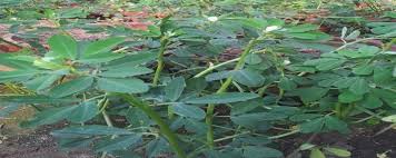 Image result for Trigonella foenum-graecum