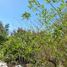 Image result for Cajanus