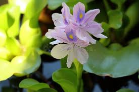 Image result for Pontederia crassipes