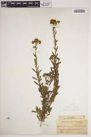 Image result for Ethulia vernonioides