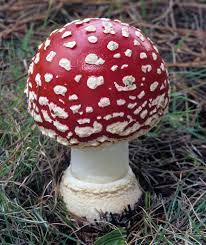 Mykoweb Toxic Fungi Of Western North America