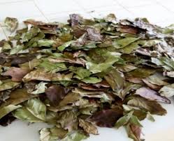 Image result for Funtumia africana