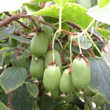 Image result for Actinidia