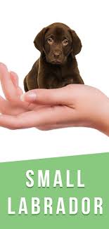 Check out the current british labrador puppies available for purchase from minnesota's top british labrador breeder, kt british labs. Small Labrador What S Possible What S Normal And What S Healthy