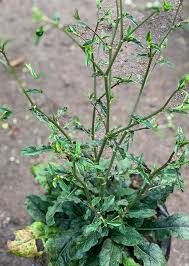 Image result for Elephantopus scaber