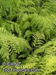 Image result for Asplenium barteri