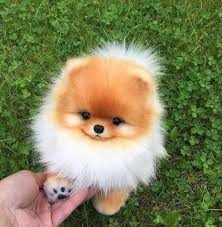 Cei Mai Dragalasi Si Mai Frumosi Catelusi Din Lume Cute Little Animals Baby Animals Funny Baby Animals Super Cute