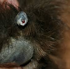 easy ways to stop a dog s bleeding nail