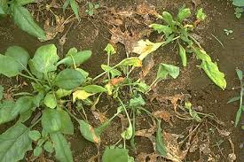 病害虫 生理障害情報 野菜栽培での病気 害虫 生理障害情報 タキイの野菜 タキイ種苗