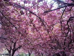 My best so far is crystal cherry blossom tree. (april 7) edit again: Sakura Cherry Blossoms In Design