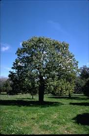 Image result for Brachychiton