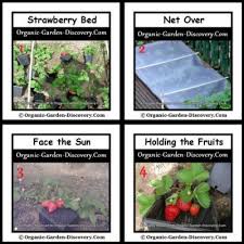 Plant the strawberries so that the crowns (where the leaves arise) are even with the ground surface after the soil has been firmed around the roots (figure 1). Growing Strawberries Tips