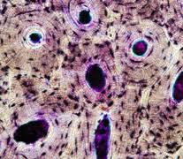 Under the stereo microscope (and depending on the section of the bone under investigation) the student may see the bone as porous with various chambers that. Bone Anatomy Ask A Biologist
