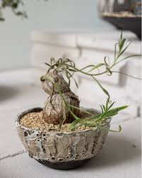 Image result for Ipomoea bolusiana