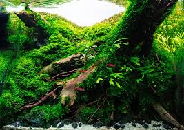 The purpose of a jungle style aquascape is to depict a chaotic boundless and wild ecosystem. The Elements Of Aquascaping Rocks Driftwood Substrates Aquascaping Love