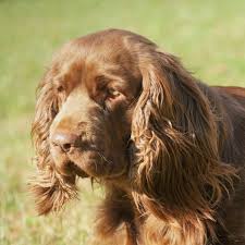 Image result for sussex španěl