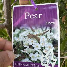 Image result for Pycreus permutatus