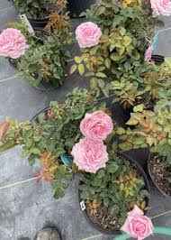 Water (consistently), fertilize (regularly), mulch, and prune (regularly in warm weather, and heavily around. Rose Belinda S Dream 3g Pink Growers Outlet Willis Texas