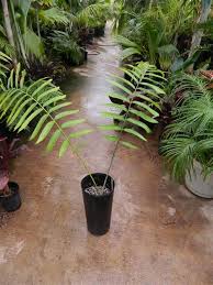 Image result for Encephalartos gratus