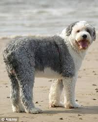 Check out our old english sheepdog selection for the very best in unique or custom, handmade pieces from our shops. Cruel Couple Facing Jail For Appalling Neglect Of Sheepdog Which Became Trapped In A Ball Of Its Own Matted Hair Daily Mail Online