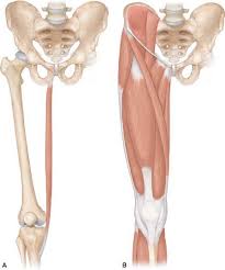 Image result for Laggera gracilis