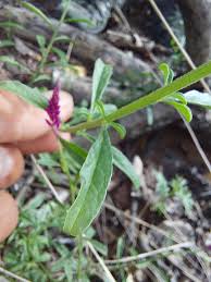 Image result for Hermbstaedtia odorata
