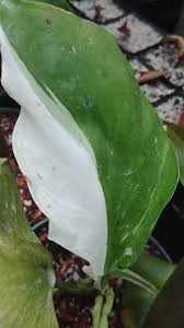 Philodendron White Knight Edencps