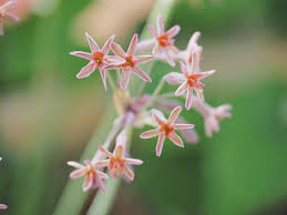 Image result for Tulbaghia cameronii