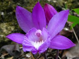 Image result for Blotiella sinuata