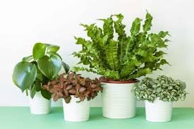Image result for Asplenium staudtii