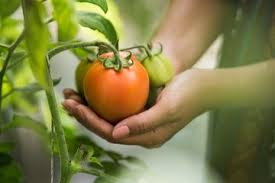 Maybe you would like to learn more about one of these? Rutin Konsumsi 1 Buah Tomat Setiap Hari Ini Yang Akan Terjadi Pada Tubuh Semua Halaman Nakita