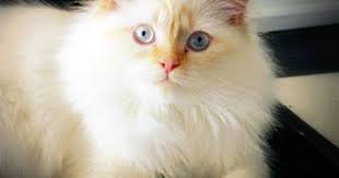 Ragdoll This Is What My Rc Aka Mr Woo Frankin Fluffy Mr Wuffles He Has Many Names Incredible Personality Crazy Cats Kittens Cutest Cute Animals