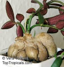 Image result for Monadenium