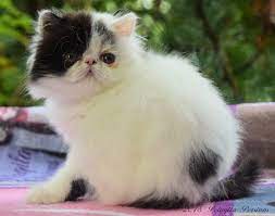 Persian Cat Care & Eye Cleaning ~ Pelaqita Persians