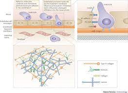 The animal extracellular matrix includes the interstitial matrix and the basement membrane. The Impact Of The Extracellular Matrix On Inflammation Nature Reviews Immunology