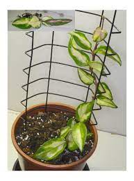 (aka krimson princess, strawberries and cream). Differences Hoya Carnosa Tricolor And Hoya Australis Tricolor