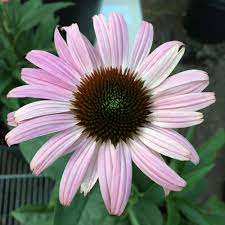 Pin On Echinacea