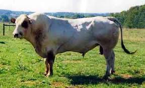 Black And White Cow Name Piedmontese Cattle At Cattle Today Com Breeds Cow Calf Animals